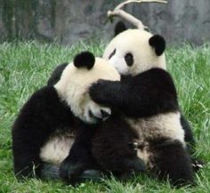 two black and white panda bears cuddling in the grass