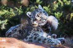 a snow leopard laying on its back in the grass