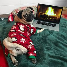 a pug dog in pajamas laying on a bed with a laptop computer next to it