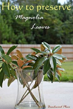 a glass vase filled with green leaves on top of a cement floor next to trees