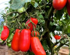 some red peppers hanging from a tree with green leaves