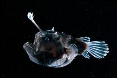 a puffer fish in the dark with its mouth open