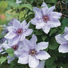 purple flowers blooming in the garden with green leaves