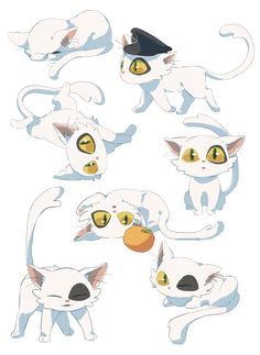 several white cats with different colored eyes