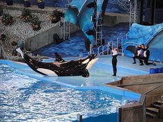 an orca jumping out of the water in front of some people on stage with their hands up