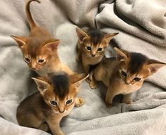 four kittens are sitting on a blanket and looking at the same person's camera