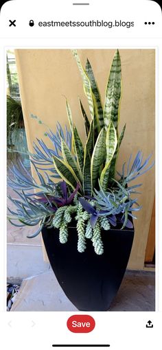 an image of a plant in a pot on the internet page, which reads vivo viade com