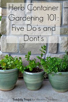 three potted plants with the words herb container gardening 101 five do's and don'ts