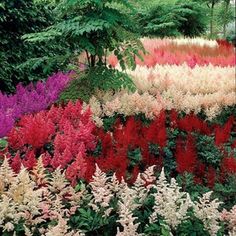 many different colored flowers are in the ground near trees and bushes with green leaves on them