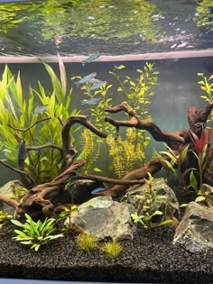 an aquarium filled with lots of plants and fish swimming in it's water tank