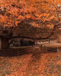 a tree with orange leaves on it and a wooden fence in the foreground, surrounded by fall foliage