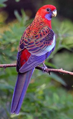 a colorful bird perched on top of a tree branch