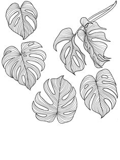 four tropical leaves are shown in this black and white drawing, with one large leaf on the