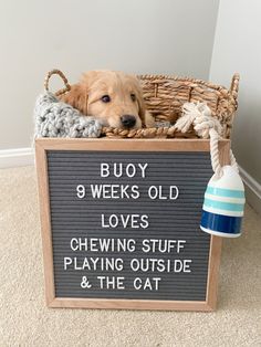 a dog is laying in a basket with his head on the sign that says, boy 9 weeks old loves chewing stuff playing outside & the cat