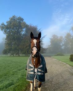 a horse wearing a coat and standing on a path in the grass with trees behind it