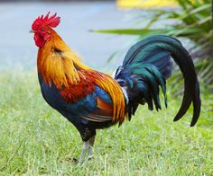 a colorful rooster standing in the grass