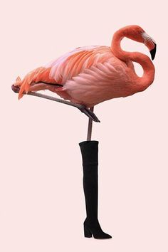 a pink flamingo standing on top of a tall black boot with its legs crossed