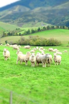 a herd of sheep standing on top of a lush green field next to a fence