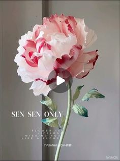 a pink and white flower in a vase with the words sem only on it