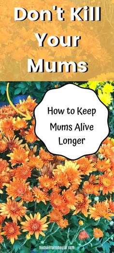 orange flowers with the title don't kill your mums how to keep mums alive longer