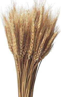 the stalks of wheat are ready to be picked from the field or used for cooking