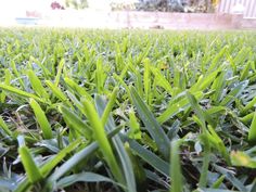 the grass is green and has very little leaves