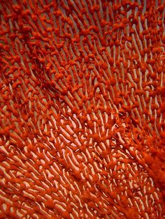 an orange coral is shown in close up