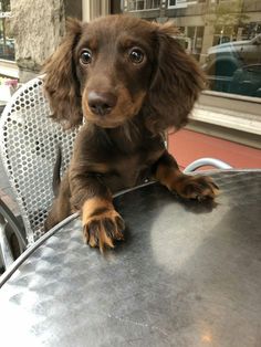 a brown dog sitting on top of a metal table