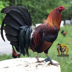 a rooster standing on top of a cement block next to a green grass covered field