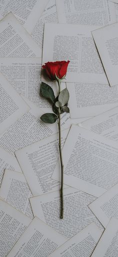 a single red rose sitting on top of an open book with pages scattered around it