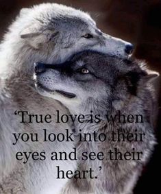 two wolfs with the quote true love is when you look into their eyes and see their heart