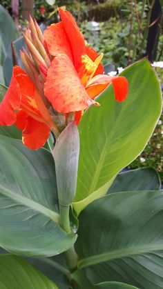 an orange flower with green leaves in the foreground and another plant in the background