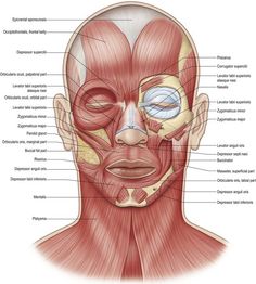 the muscles are labeled in this diagram, and there is also an image of the head