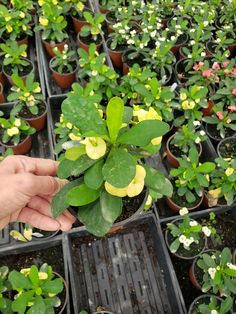 a person is holding up a plant in a greenhouse filled with green leaves and flowers