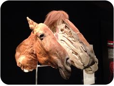 two horses head mounted to the side of a black wall next to each other on display