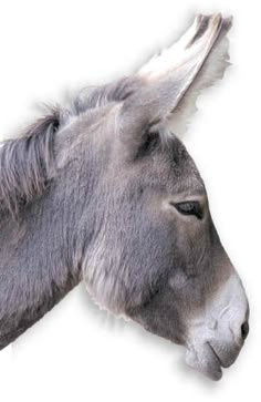 a donkey's head is shown against a white background