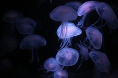 many jellyfish are swimming in the dark water