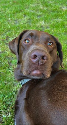 a brown dog laying on top of a lush green field