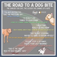 the road to a dog bite