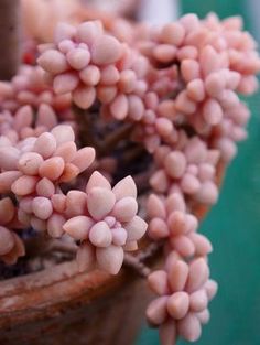 small pink flowers are growing in a pot