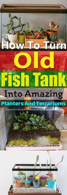 how to turn old fish tanks into amazing planters and terrariums