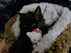 a black cat laying in a blanket with a hello kitty toy