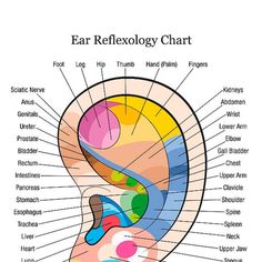 Muscles Of The Neck, Quad Muscles, Ear Piercings Chart, Piercing Chart, Hand Reflexology, Spinal Nerve