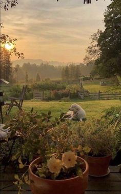 a dog sitting in the middle of a field next to potted plants and flowers