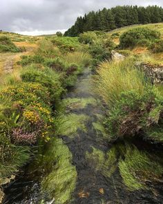 a small stream running through a lush green field