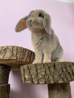 a small rabbit sitting on top of a wooden bench next to a pink wall and tree stump