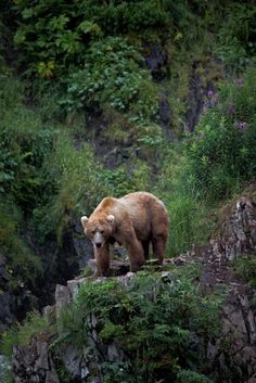 a brown bear standing on top of a lush green hillside