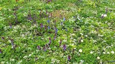 wildflowers and other plants growing in the grass