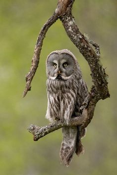 an owl sitting on top of a tree branch