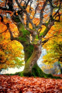 an old tree surrounded by leaves in the fall